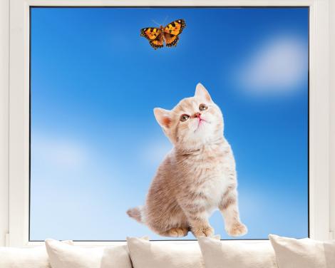 Kätzchen mit Schmetterling Fenstersticker